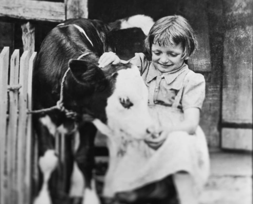 Portrait de Marie-Ange Guelpa enfant, caressant une vache à l'hôtel 4 étoiles à La Clusaz, Chalet Hôtel de la Croix Fry